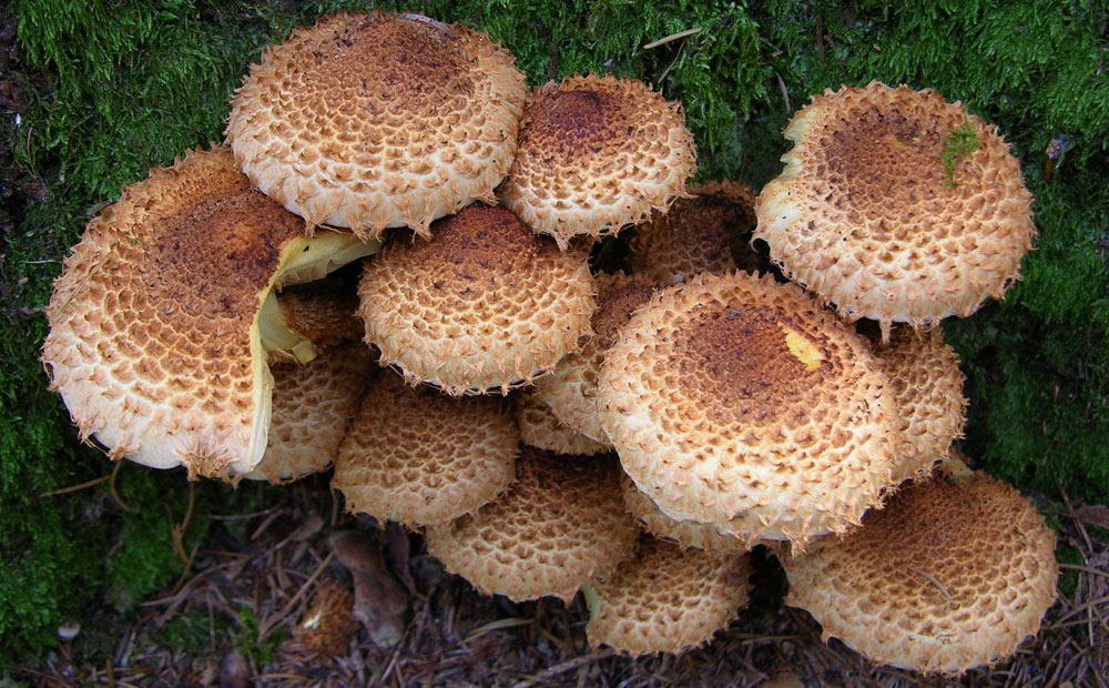 Pholiota squarrosa (Weigel: Fr.) Kummer